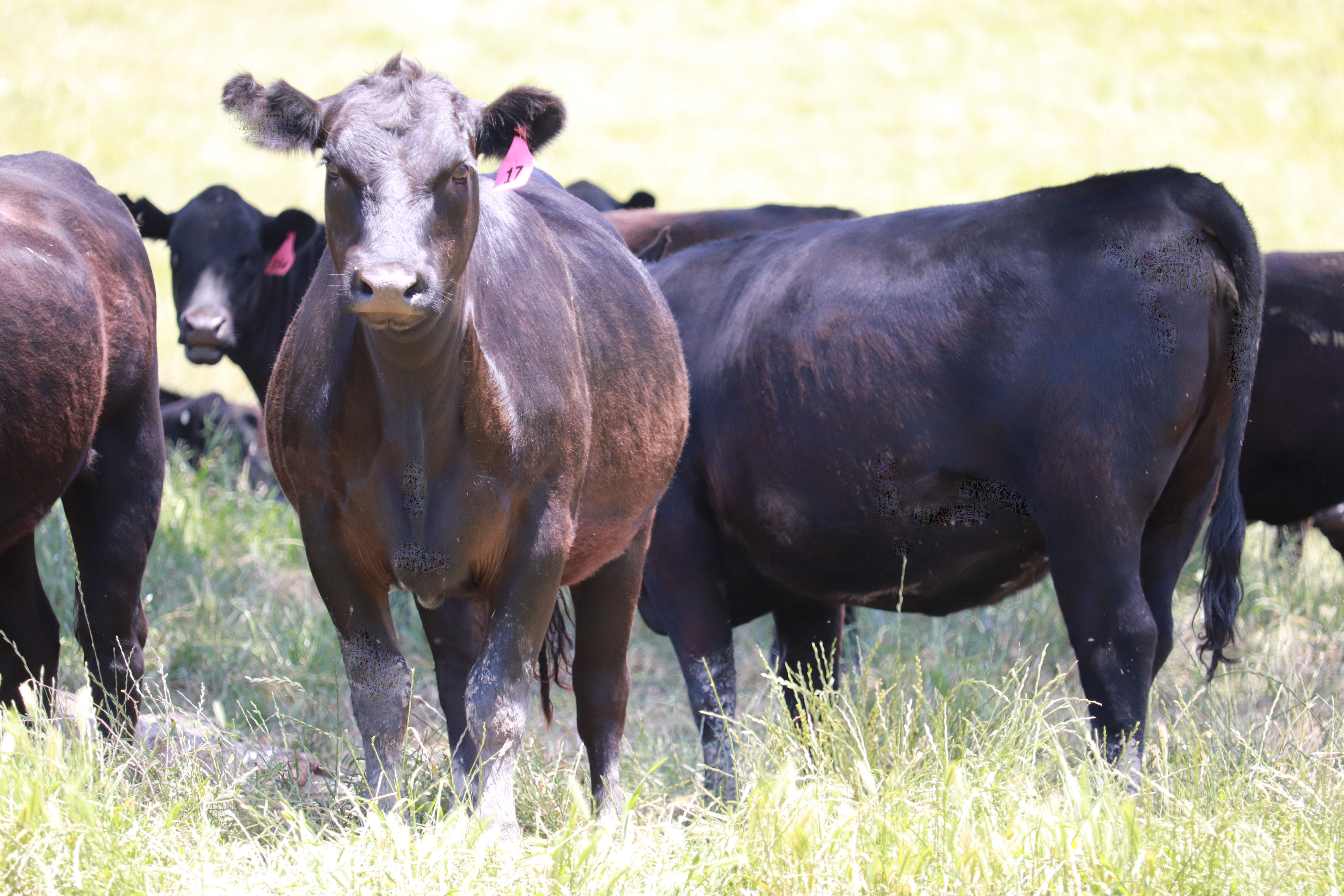 Close up of Angus Heifers