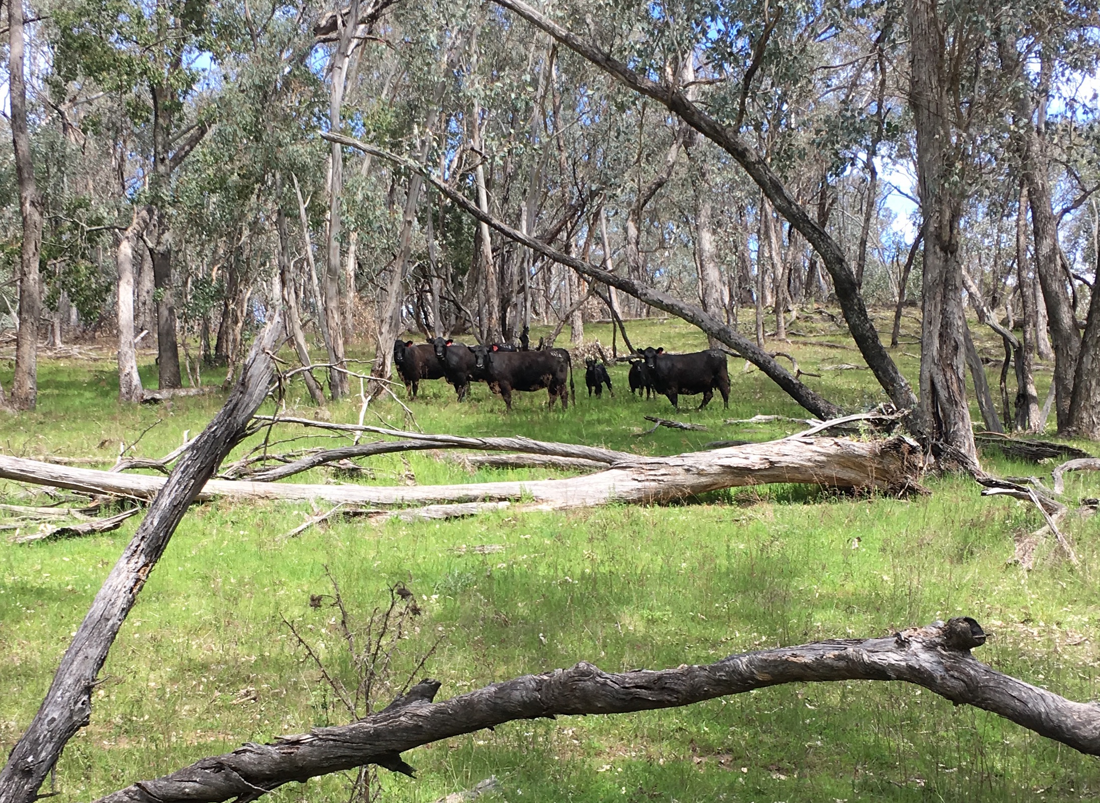 Angus cattle grazing
