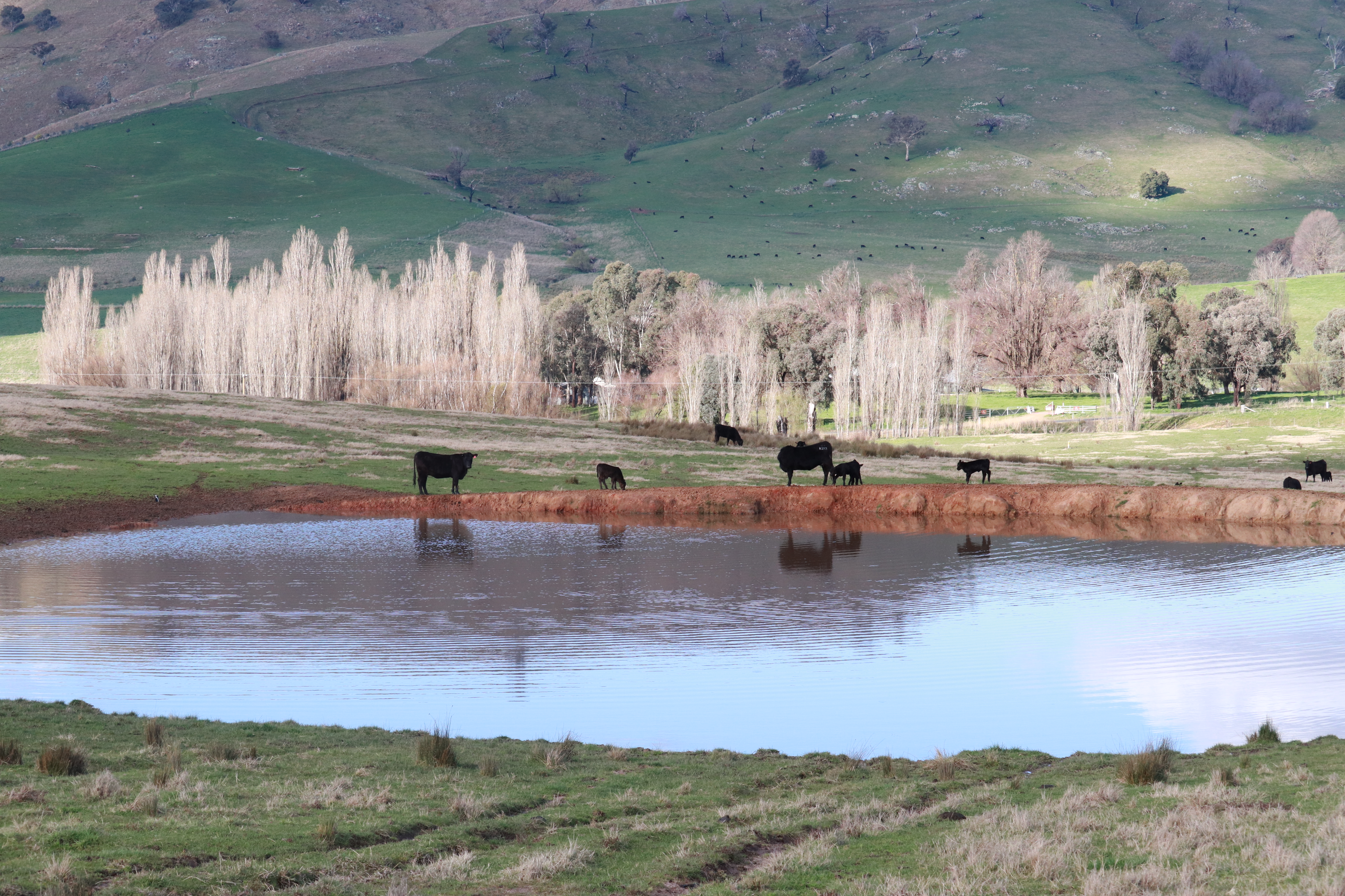 Angus cattle by a dam