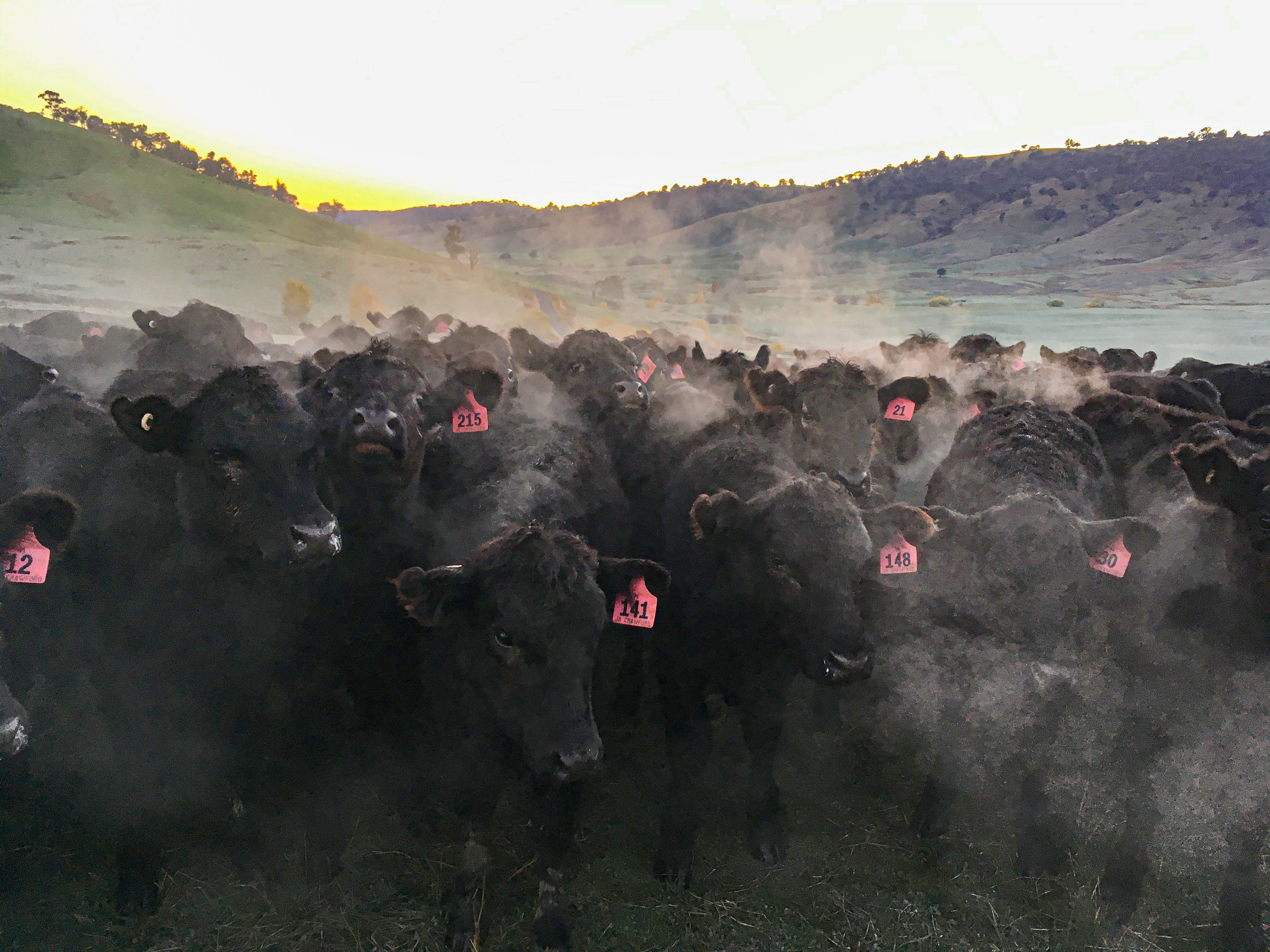 Chilly morning in the valley