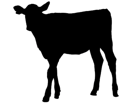 SHOW CALVES