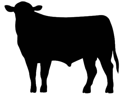 Feeder steer