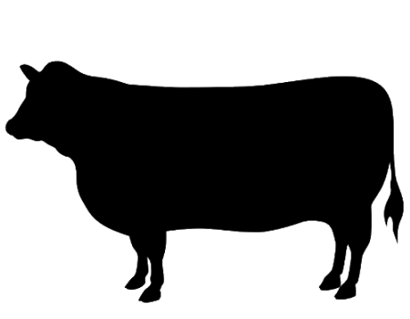 Mature cow