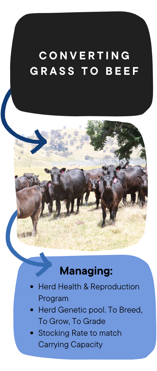 Converting grass to beef