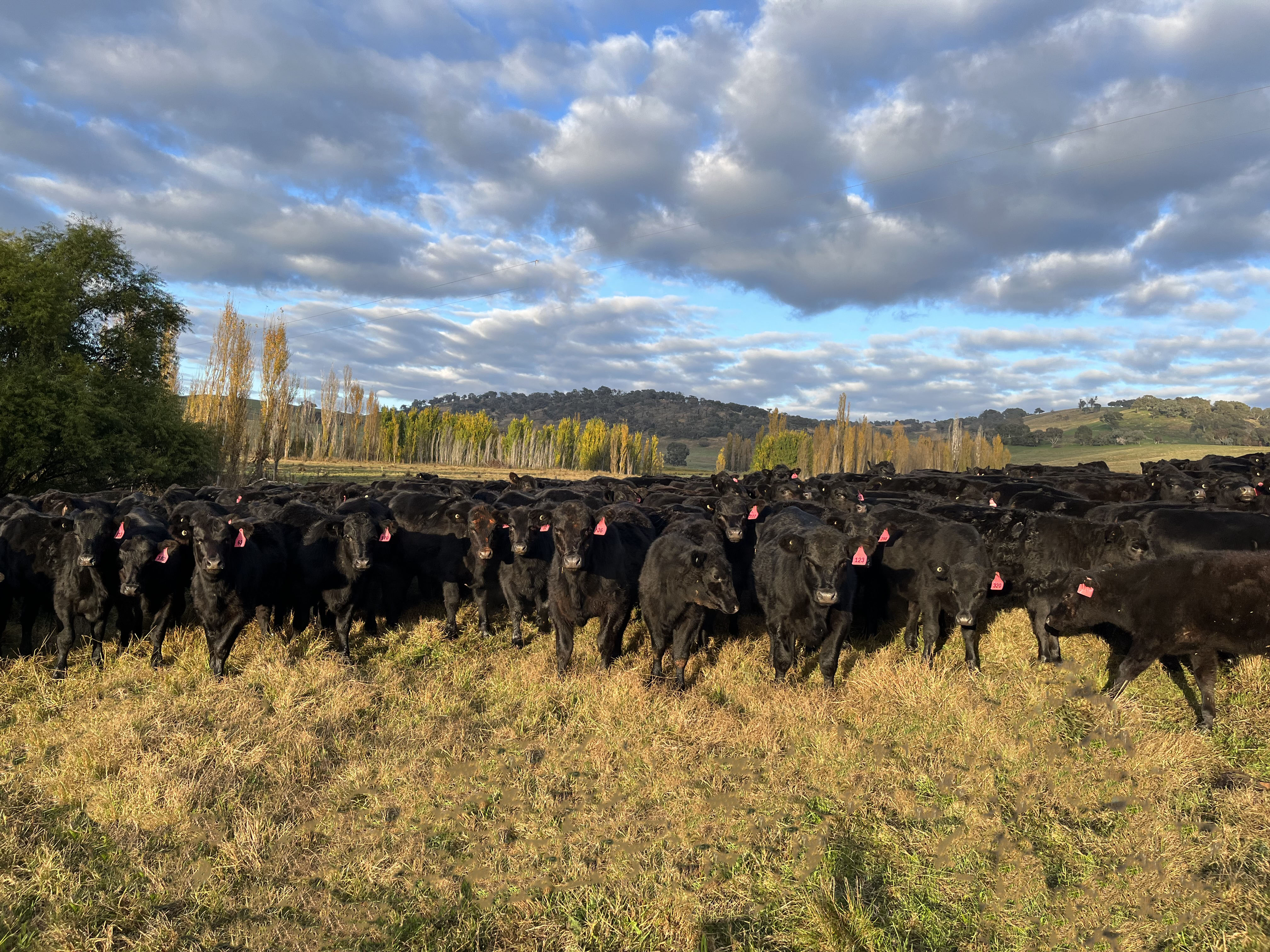 To Breed To Grow To Grade