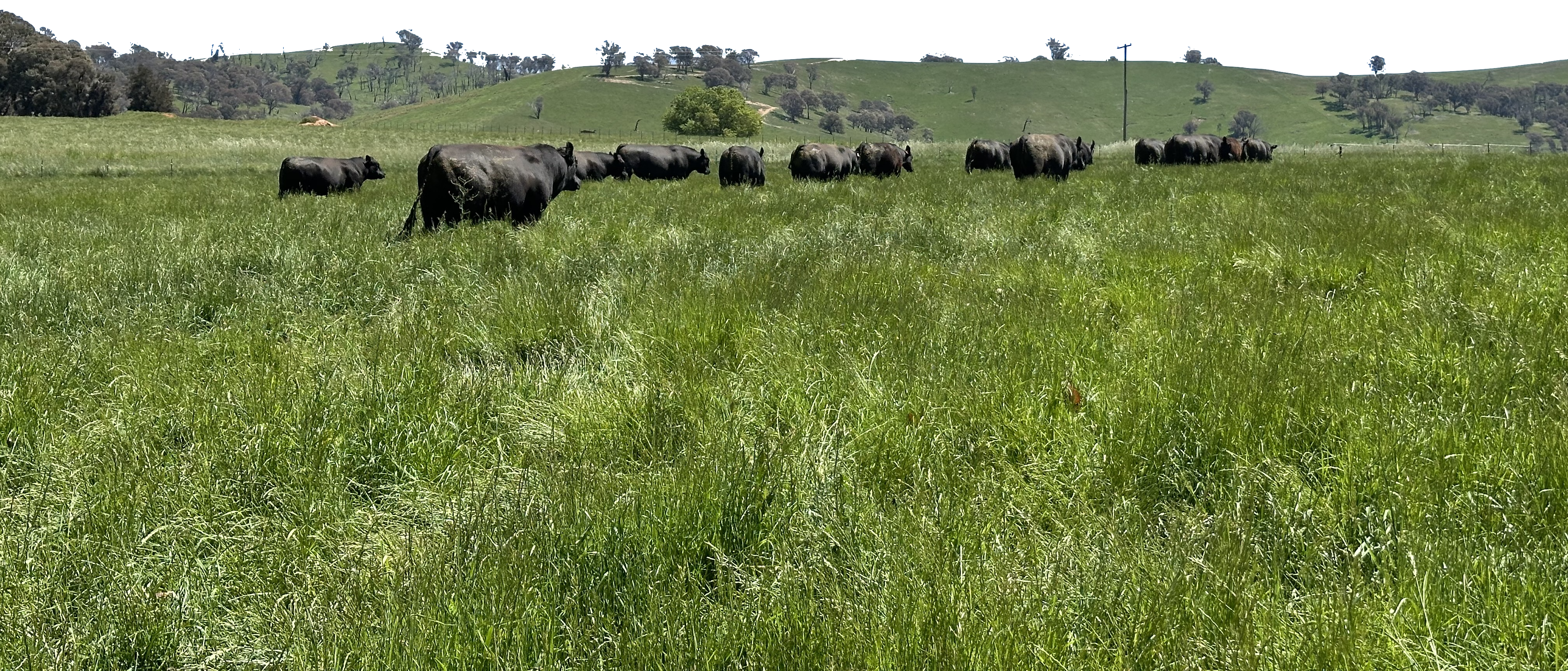 Angus cattle by a dam
