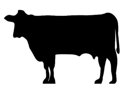 Surplus heifer